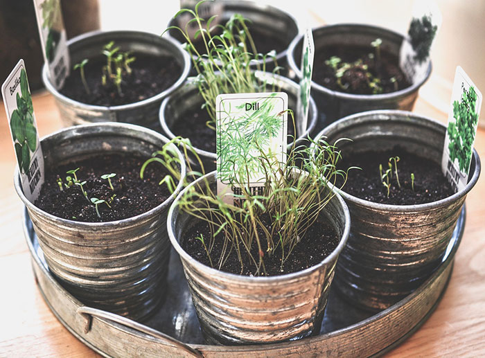 Herbes Aromatiques