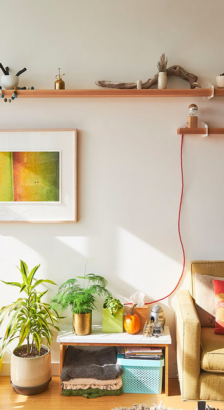 Plante pour décorer un mur